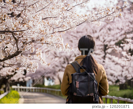 お出かけ、桜満開のお花見を楽しむ若い女性の後ろ姿 120201871