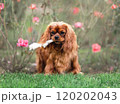Young cute cavalier king charles spaniel walking on green grass at summer. Holding a bunny ear 120202043