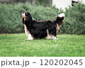 Young cute cavalier king charles spaniel standing on green grass at summer 120202045