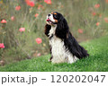 Portrait of happy smiling cavalier king charles spaniel sitting at green grass 120202047