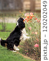 Portrait of tricolor cavalier king charles spaniel sniffing flowers at nature 120202049