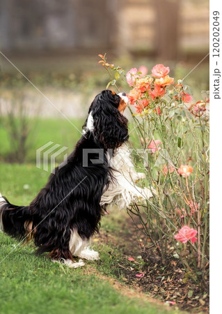 Portrait of tricolor cavalier king charles spaniel sniffing flowers at nature 120202049