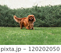 Young cute cavalier king charles spaniel walking on green grass at summer 120202050
