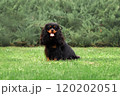 Portrait of young cute cavalier king charles spanield at green grass 120202051