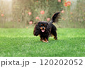 Young cute cavalier king charles spaniel walking on green grass at summer 120202052