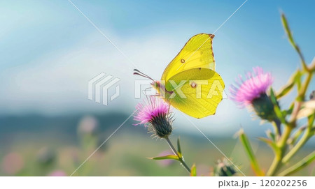 Brimstone butterfly on thistle. Generative AI Brimstone butterfly on thistle. Generative AI 120202256