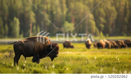 Bison in meadow. Generative AI 120202862
