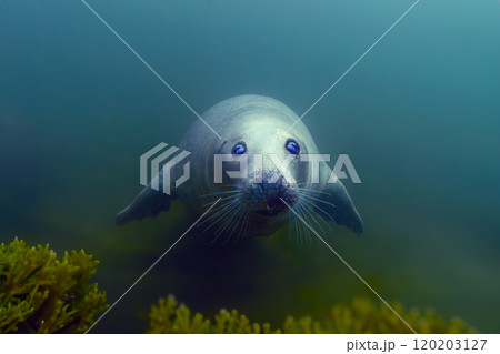 swimming gray seal in the depths of the sea swimming gray seal in the depths of the sea 120203127