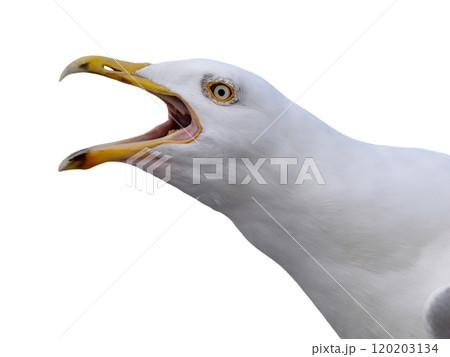 Scream Larus cachinnans isolated on white background Scream Larus cachinnans isolated on white background 120203134