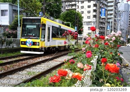 都電とバラ 120203269