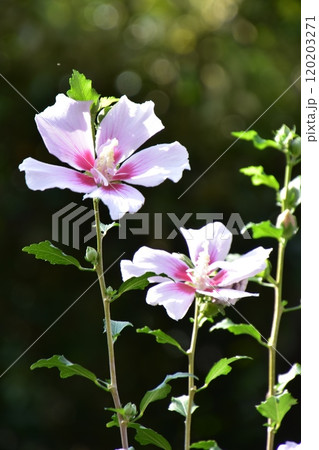ムクゲの白い花 120203271