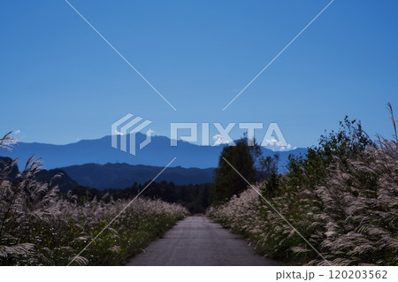 信州開田高原西野 秋空のススキの一本道から中央アルプスを臨む 信州開田高原西野 秋空のススキの一本道から中央アルプスを臨む 120203562