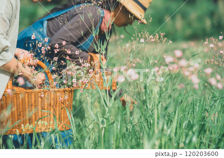 サポナリアの花摘み 120203600