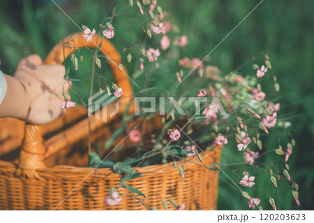 花摘みアクティビティー 120203623