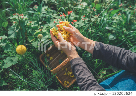 花びらを摘む 花びらを摘む 120203624