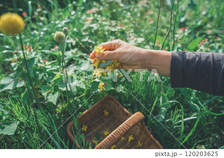 花びらを落とす 120203625