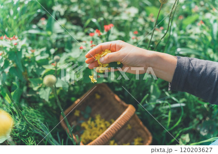 花びらを花かごに落とす女性の手 120203627