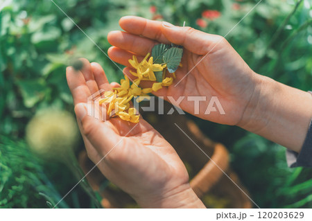 花びらを手のひらにのせる 120203629