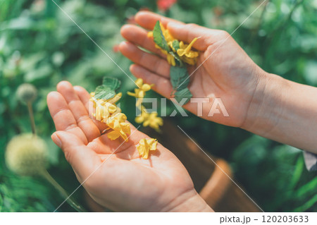 花びらを手のひらにのせる 120203633