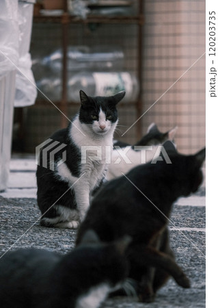 こちらを睨む野良猫 こちらを睨む野良猫 120203735