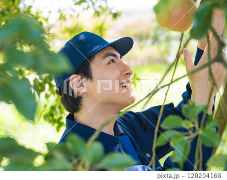 果樹園を管理する農家の男性 120204168