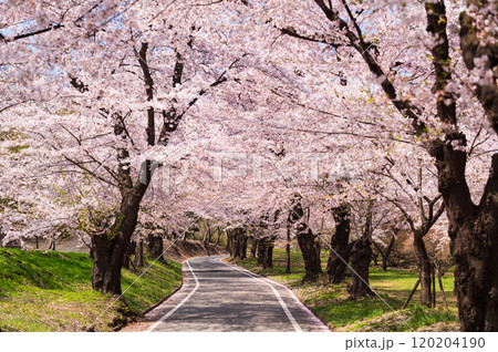 前橋の赤城千本桜のさくら並木 120204190