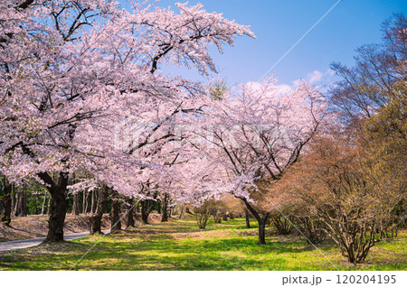 前橋の赤城千本桜のさくら並木 前橋の赤城千本桜のさくら並木 120204195