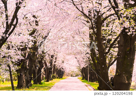 前橋の赤城千本桜のさくら並木 120204198