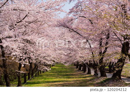 前橋の赤城千本桜のさくら並木 前橋の赤城千本桜のさくら並木 120204212