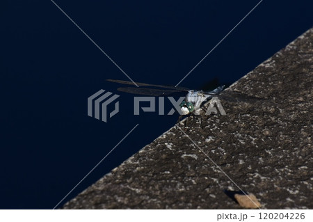 石垣に留まるトンボ 石垣に留まるトンボ 120204226