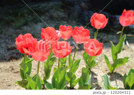 ガーデニング 庭の花チューリップ、 ガーデニング 庭の花チューリップ、 120204321