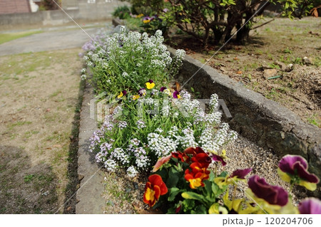 ガーデニング　庭の花アリッサム、 120204706