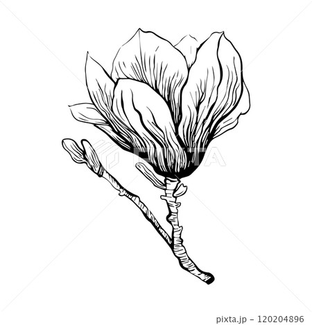 Magnolia drawn in graphic style, Magnolia branch flower. Vector illustration 120204896