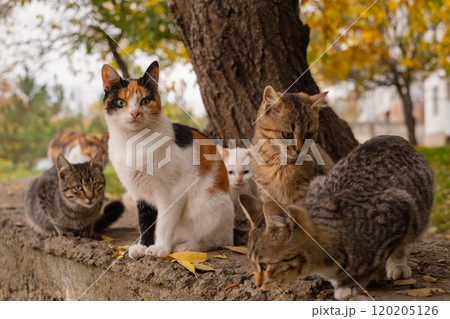 A group of stray cats, hungry animals of various colors living on city streets, feeding and caring for homeless pets. 120205126