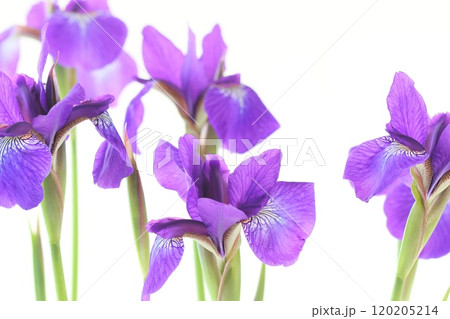 アヤメ 紫色の花 日本的 明るい背景 アイリス アヤメ 紫色の花 日本的 明るい背景 アイリス 120205214