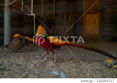 Golden pheasant with vibrant plumage standing in a nature reserve; showcasing rare and beautiful bird species on safari tours. 120205217