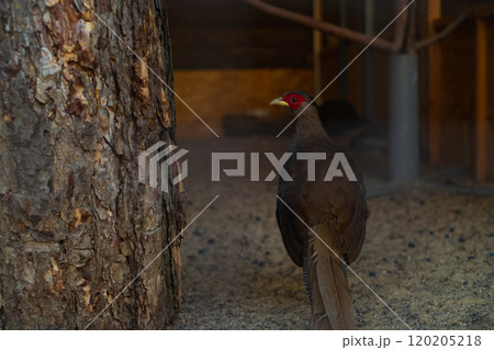 Common pheasant in a sanctuary cage, animal rescue from wildlife, breeding, care, and feeding rare birds in aviaries. Common pheasant in a sanctuary cage, animal rescue from wildlife, breeding, care, and feeding rare birds in aviaries. 120205218