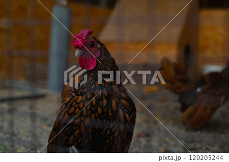 Sibrayt chicken breed in a nature reserve, an English breed with identical plumage for both males and females. Sibrayt chicken breed in a nature reserve, an English breed with identical plumage for both males and females. 120205244