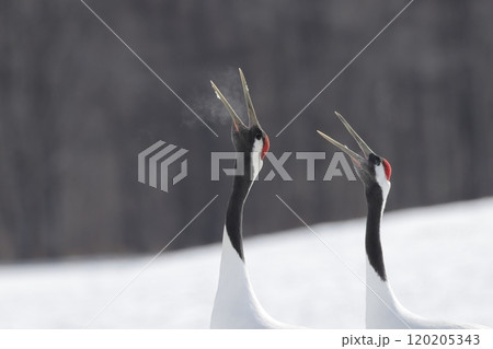 鳴き交わすタンチョウのつがい 鳴き交わすタンチョウのつがい 120205343