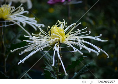 管物（細管）　大菊　菊花展 120205357