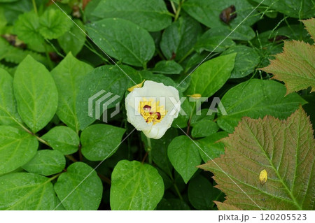 ヤマシャクヤク　山野草　林床に咲く白い花 120205523