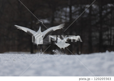 争うタンチョウ 争うタンチョウ 120205563