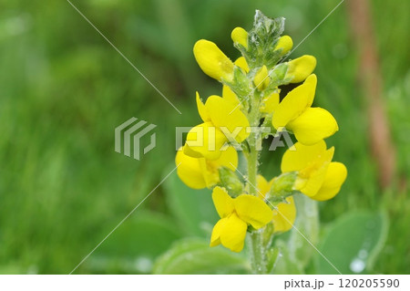 センダイハギ 千代萩 黄色い花 山野草 センダイハギ 千代萩 黄色い花 山野草 120205590