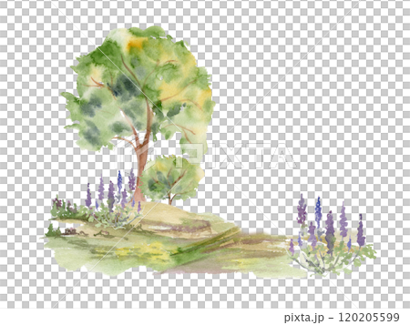 Scenery landscape of lush green foliage tree, northern forest meadow grassland with bushes lupin flowers, watercolor hand drawn. Illustration for tourism, resort ads, hiking camping sites, vacation. Scenery landscape of lush green foliage tree, northern forest meadow grassland with bushes lupin flowers, watercolor hand drawn. Illustration for tourism, resort ads, hiking camping sites, vacation. 120205599