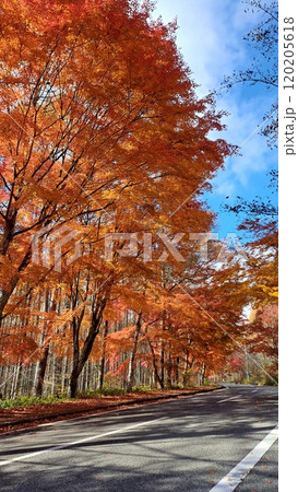 山梨県北杜市　八ヶ岳の紅葉 120205618