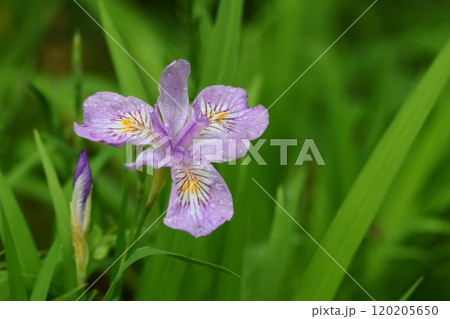 ヒメシャガ　淡い紫色の花　アイリス 120205650