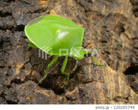 綺麗な緑色のカメムシ 120205749