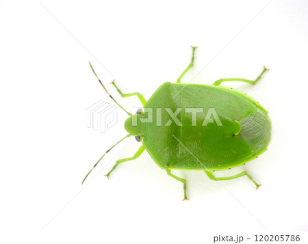 真上から見るツヤアオカメムシ 真上から見るツヤアオカメムシ 120205786