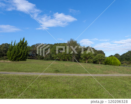 青空と新緑の木々 120206328