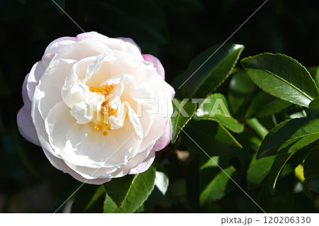 サザンカ（山茶花） 120206330